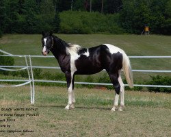 stallion JD Black White Rocks (Paint Horse, 2018, from Cherokee Black Max)