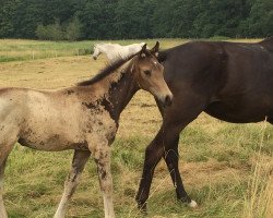 dressage horse Cleopatra SR (German Riding Pony, 2019, from Soel'rings Cuvee)