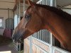 dressage horse Flucato F (Westphalian, 2010, from Fürst Grandios)