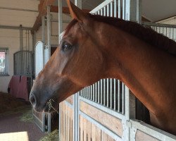 dressage horse Flucato F (Westphalian, 2010, from Fürst Grandios)