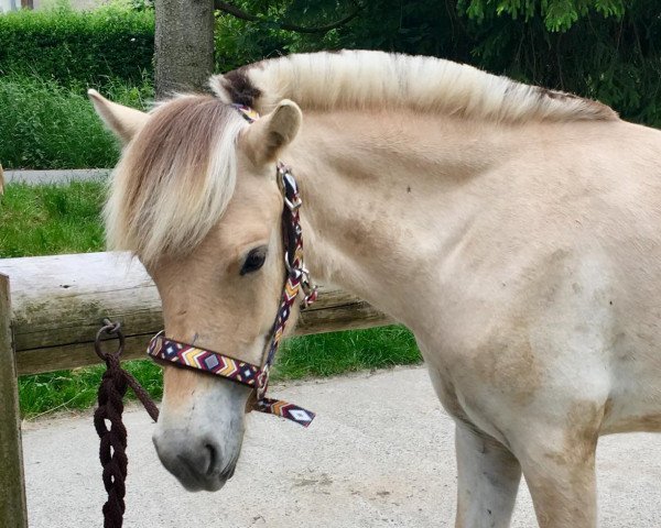 horse Hippi's Hope (Fjord Horse, 2018, from Doven)