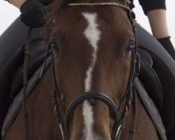 dressage horse Sorencio T (Oldenburg, 2006, from Stedinger)