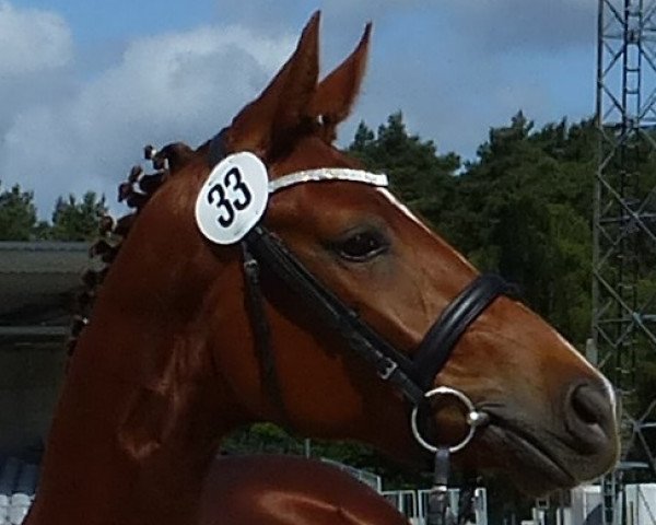 broodmare Donna Bella (Hanoverian, 2011, from Don Frederico)