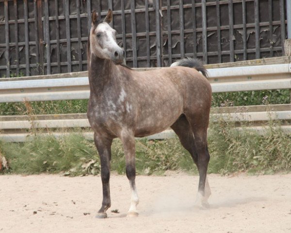 horse Endurion (Arabian thoroughbred, 2016, from Poganin ox)