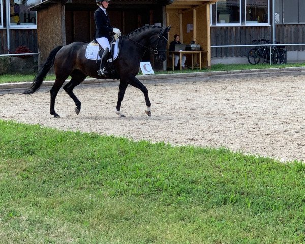 dressage horse Attention 66 (Württemberger, 2013, from Acordelli)