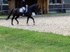 dressage horse Attention 66 (Württemberger, 2013, from Acordelli)