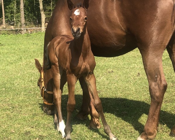 broodmare Caleesi Blue P (Oldenburg show jumper, 2019, from Chacco-Blue)