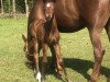 broodmare Caleesi Blue P (Oldenburg show jumper, 2019, from Chacco-Blue)