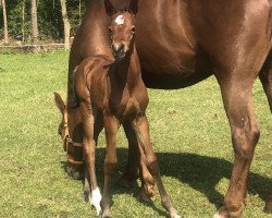 broodmare Caleesi Blue P (Oldenburg show jumper, 2019, from Chacco-Blue)