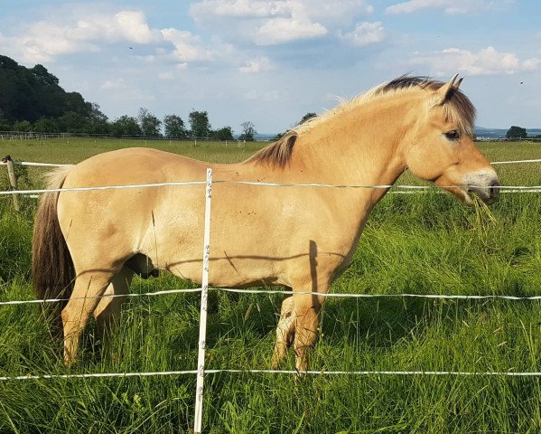 Pferd Eldar (Fjordpferd, 2013, von Edwin)