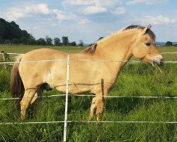 horse Eldar (Fjord Horse, 2013, from Edwin)