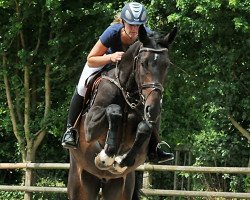 jumper Wallach von Stolzenberg (Hanoverian, 2011, from Stolzenberg)