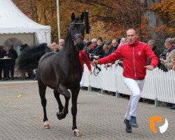 dressage horse Firlefanz 115 (Oldenburg, 2017, from For Romance I)