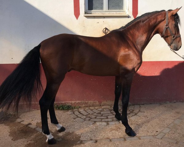 Pferd BOSCO (Pura Raza Espanola (PRE), 2016)