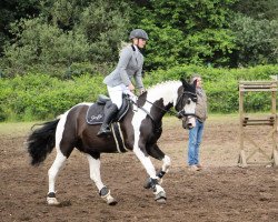 jumper Calero M (Pinto with riding horses pedigree, 2015, from Camaro)