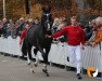 dressage horse Petersmindes Doncaster (Westphalian, 2017, from Don Olymbrio)