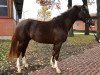 dressage horse Vertellis (Oldenburg, 2016, from Vivaldi)