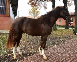 dressage horse Vertellis (Oldenburg, 2016, from Vivaldi)