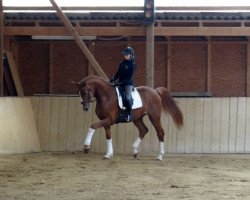 dressage horse Sandorn 2 (Hanoverian, 2010, from Scolari)