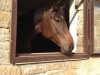 dressage horse Sir Merlin 6 (Hanoverian, 2009, from Scolari)