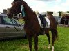 dressage horse Goldschnuppe 3 (Oldenburg, 2003, from Don Larino 171 FIN)