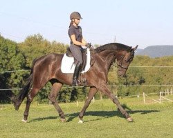 dressage horse Saint Simon (Württemberger, 2009, from Birkhof's Sirtaki)