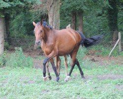 horse Quick Lady (Holsteiner, 2012, from Quick Fire)