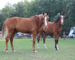 broodmare Cimberly* C.G. (Rhinelander, 2018, from Come to win AH)