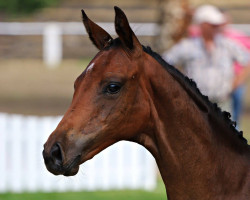 Pferd Impala (Trakehner, 2016, von Foxattac)