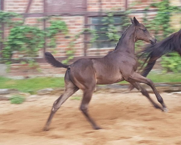 eventing horse Ilmaro (Trakehner, 2018, from Mulligan xx)