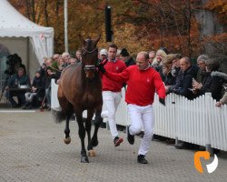 Dressurpferd Deflorino (Westfale, 2017, von Don Juan de Hus)