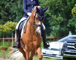 dressage horse Inselhof's Los Nardos (German Riding Pony, 2013, from Fs Numero Uno)