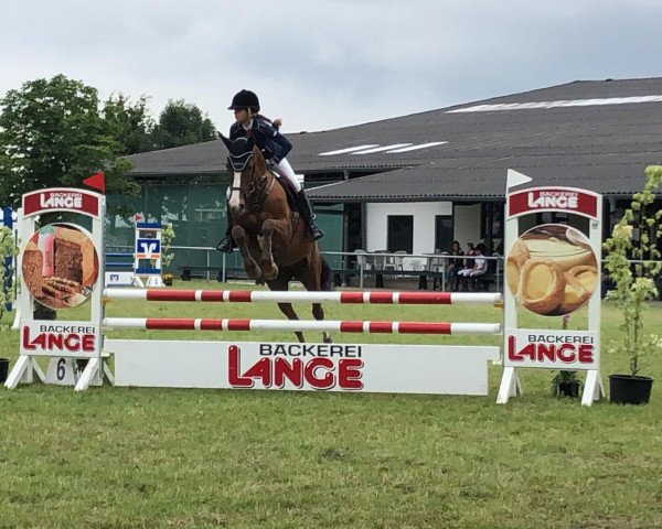 jumper Kintra (German Sport Horse, 2005, from Kaiserwind)