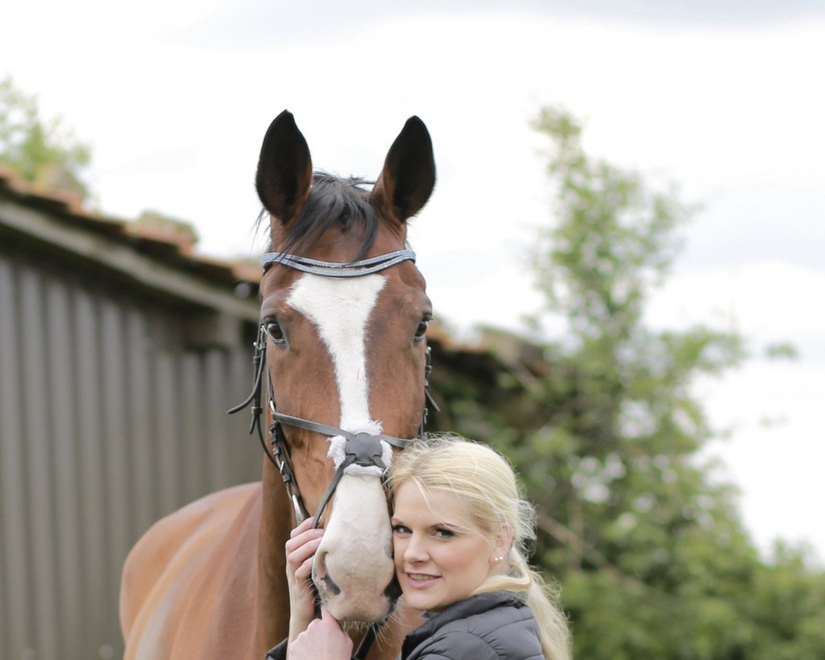 jumper Shining Star 21 (Westphalian, 2010, from Show Star)