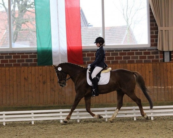 dressage horse Bobbic (German Riding Pony, 1999)