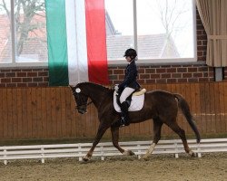 dressage horse Bobbic (German Riding Pony, 1999)