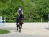 jumper Narnia 9 (German Riding Pony, 2010, from Night-Power)