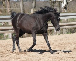 broodmare GH Aliya (Arabian thoroughbred, 2017)