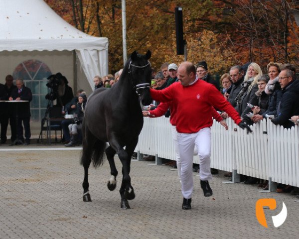 dressage horse Hengst von Bon Coeur / Depardieu (Oldenburg, 2017, from Bon Coeur)