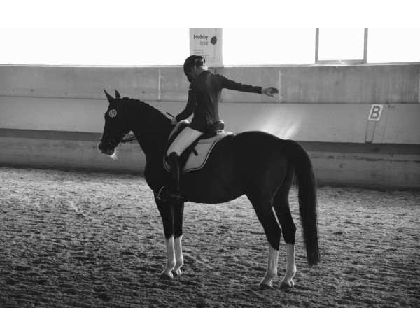 dressage horse Lou 23 (Holsteiner, 1998, from Leandro)