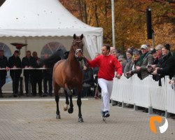 stallion Bestform (Westphalian, 2017, from Callaho's Benicio)