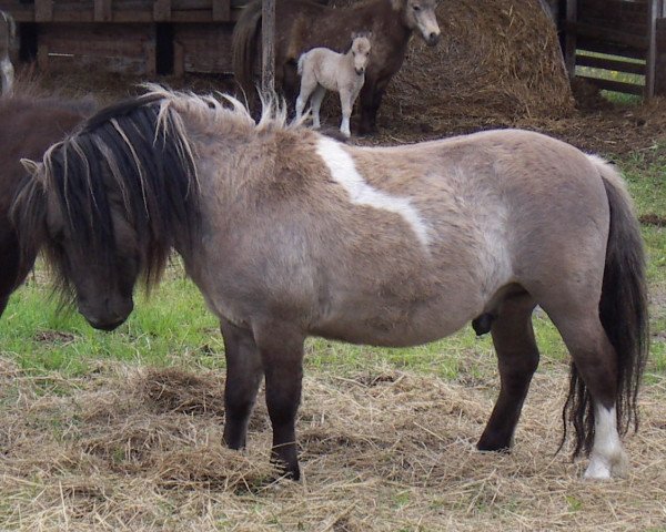 Deckhengst Freiherr von Salza (Shetland Pony, 2015, von Franz)