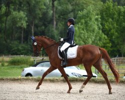 dressage horse Betty Bou 3 (Oldenburg, 2015, from Bernay)