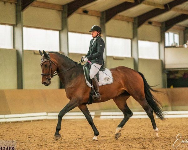 Pferd Gracella Rose (KWPN (Niederländisches Warmblut), 2011, von Amazing Star)