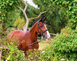 Zuchtstute Comtesse (Deutsches Reitpony, 2001, von Brillant)