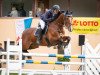 jumper Luran 3 (German Sport Horse, 2011, from Levistano)