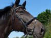 Dressurpferd Beltano (Trakehner, 2011, von Kentucky)