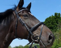 dressage horse Beltano (Trakehner, 2011, from Kentucky)