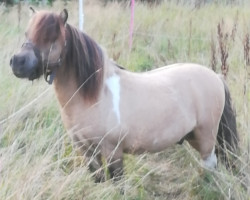 Deckhengst Ben van het Houbenhof (Shetland Pony (unter 87 cm), 2007, von Mythos Crazy Colours)