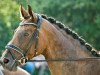 dressage horse Destiny's Summer (Westphalian, 2013, from Depeche Mode)